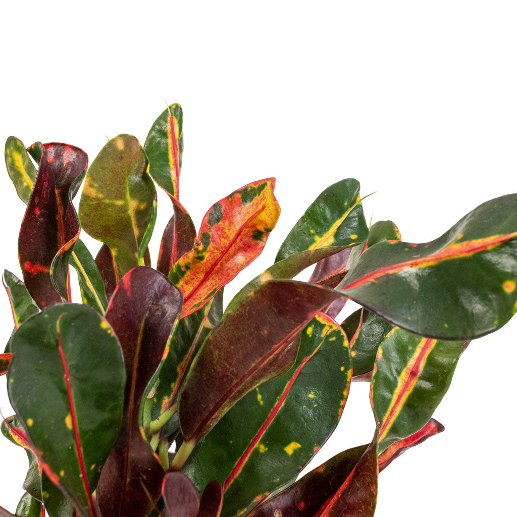 Codiaeum Mammi Close Up 