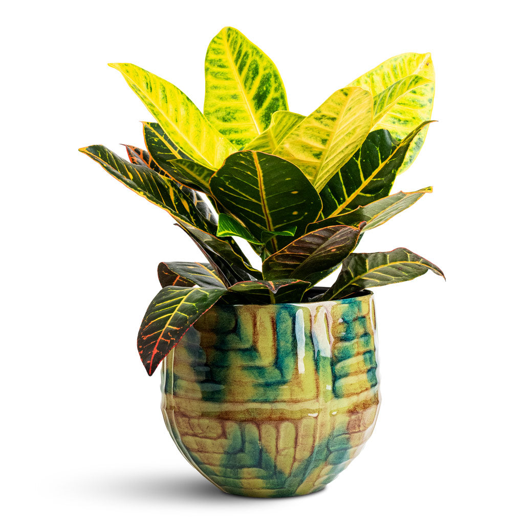 Codiaeum Petra - 13x40cm In Mette Metal Pot Marrakesh - 25x22cm