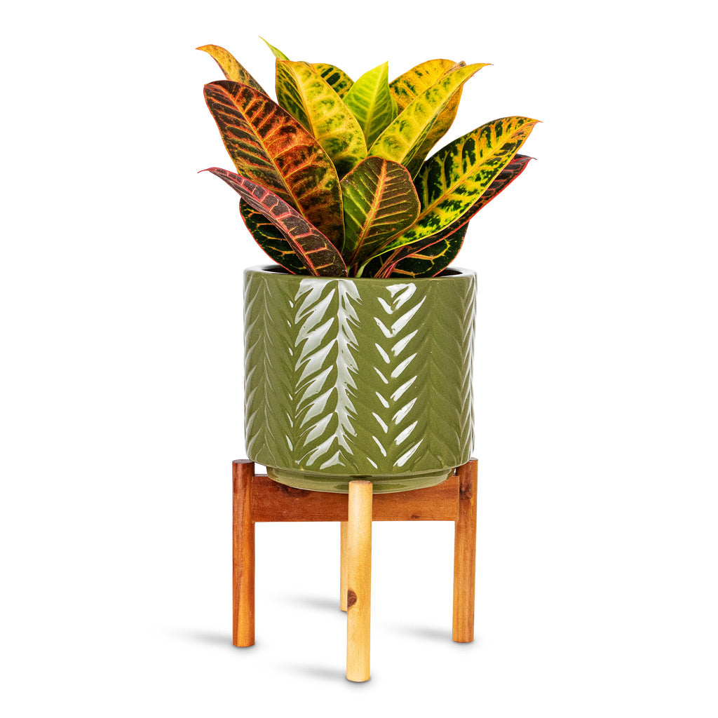Codiaeum Petra 17x45cm House Plant In Aspen Pot with Wooden Stand Olive 22x34cm