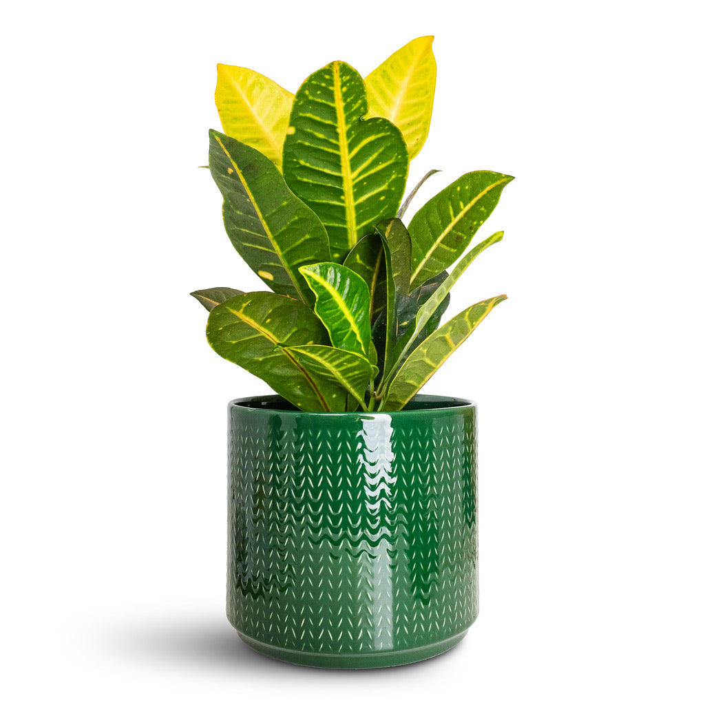 Codiaeum Petra In Chevron Pot Emerald