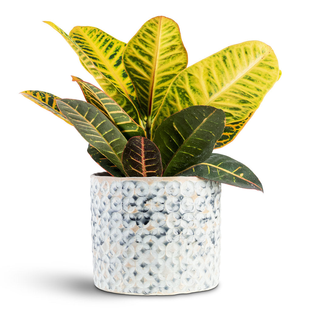 Codiaeum Petra 17x45cm House Plant In Terni Pot Denim 20x18cm