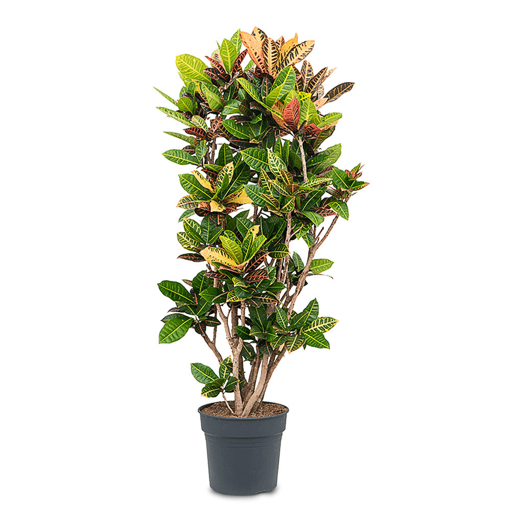 Codiaeum Petra 34x160cm