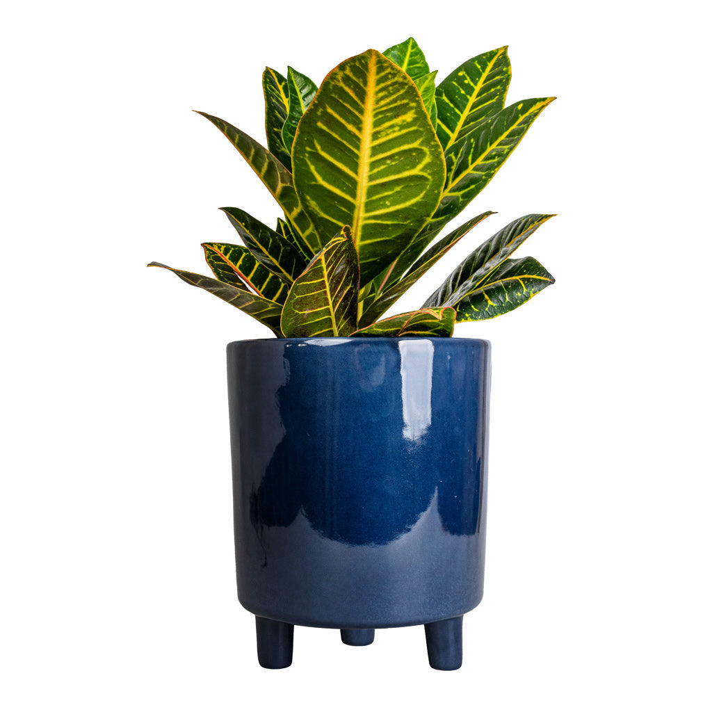 Codiaeum Petra - Croton & Pisa Plant Pot - Navy