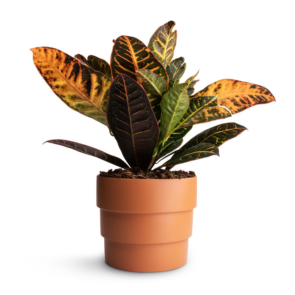 Codiaeum Petra - Croton & Boston Tiered Plant Pot - Terracotta