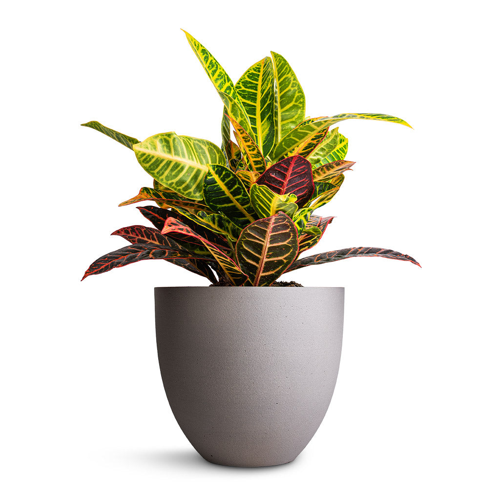 Codiaeum Petra - Croton & Coral Refined Planter - Clouded Grey