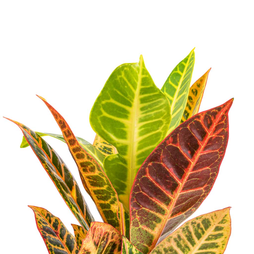 Codiaeum Petra - Croton