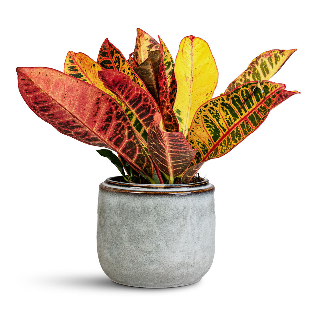 Codiaeum Petra Houseplant 13x40cm Mabel Plant Pot Ice Blue 15x13cm