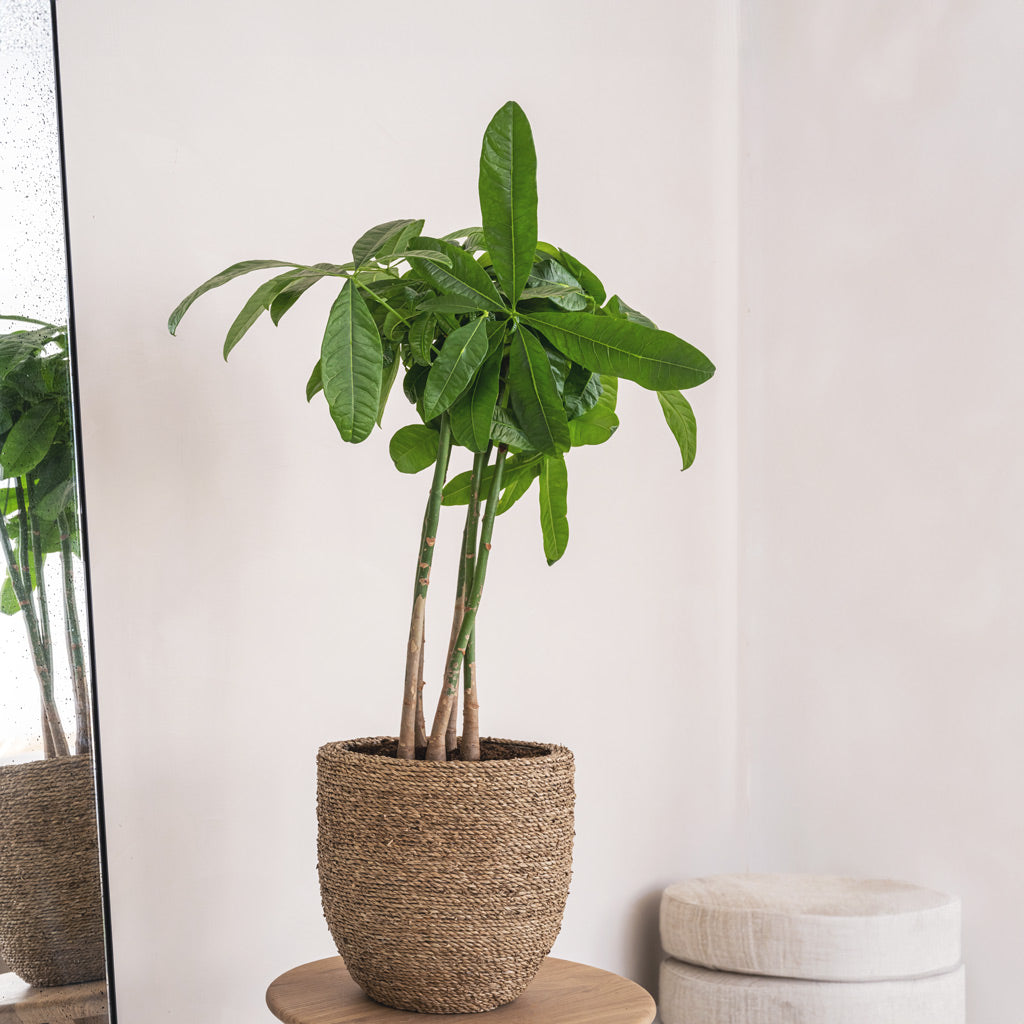 Cody Plant Pot - Straw Grass & Pachira