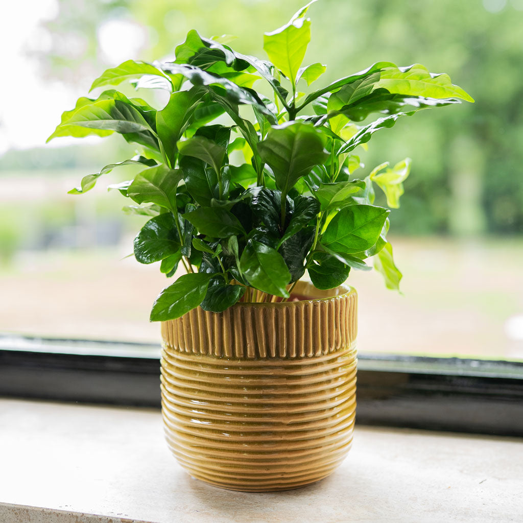 Coffea Arabica In Nona Pot Mustard 