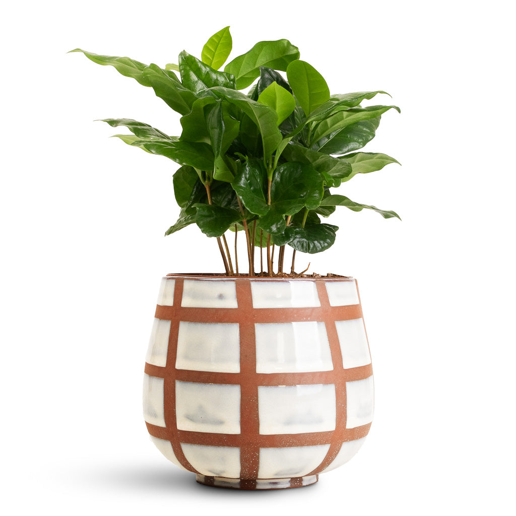 Coffea arabica 12x35cm In Moda Pot Moon Lattice - 12x13cm