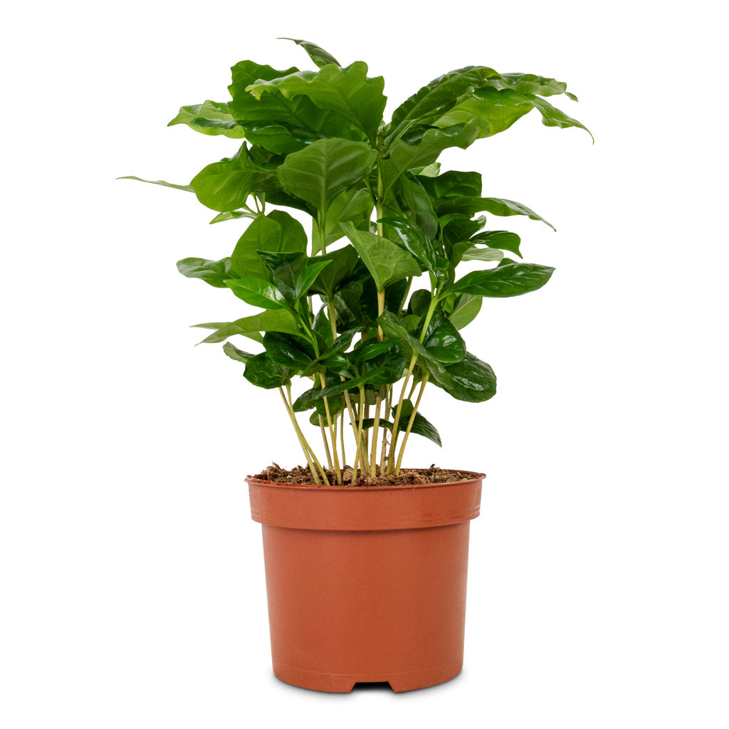 Coffea arabica - Coffee Plant - 12 x 35cm