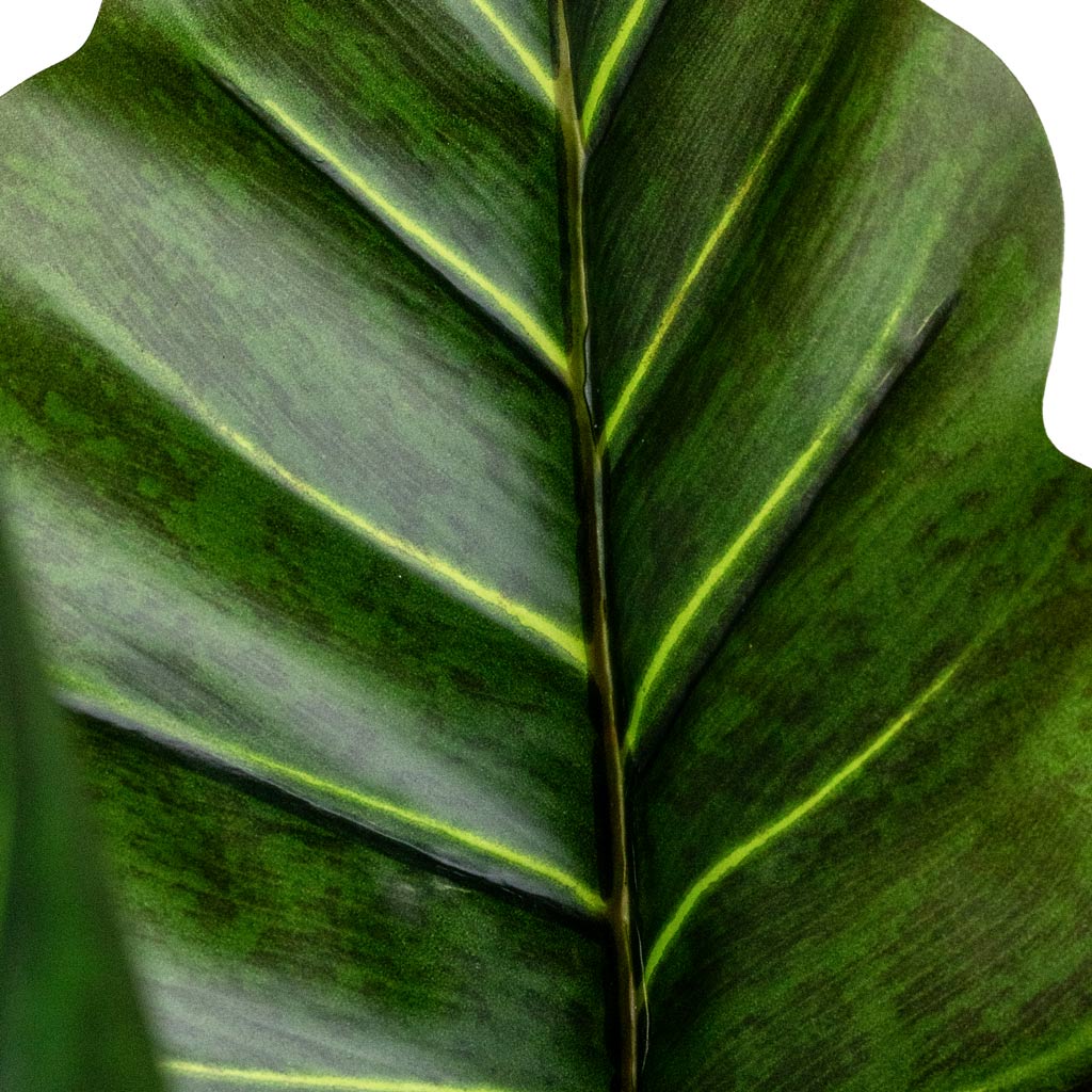 Colocasia Artificial In Patt Pot Black Washed