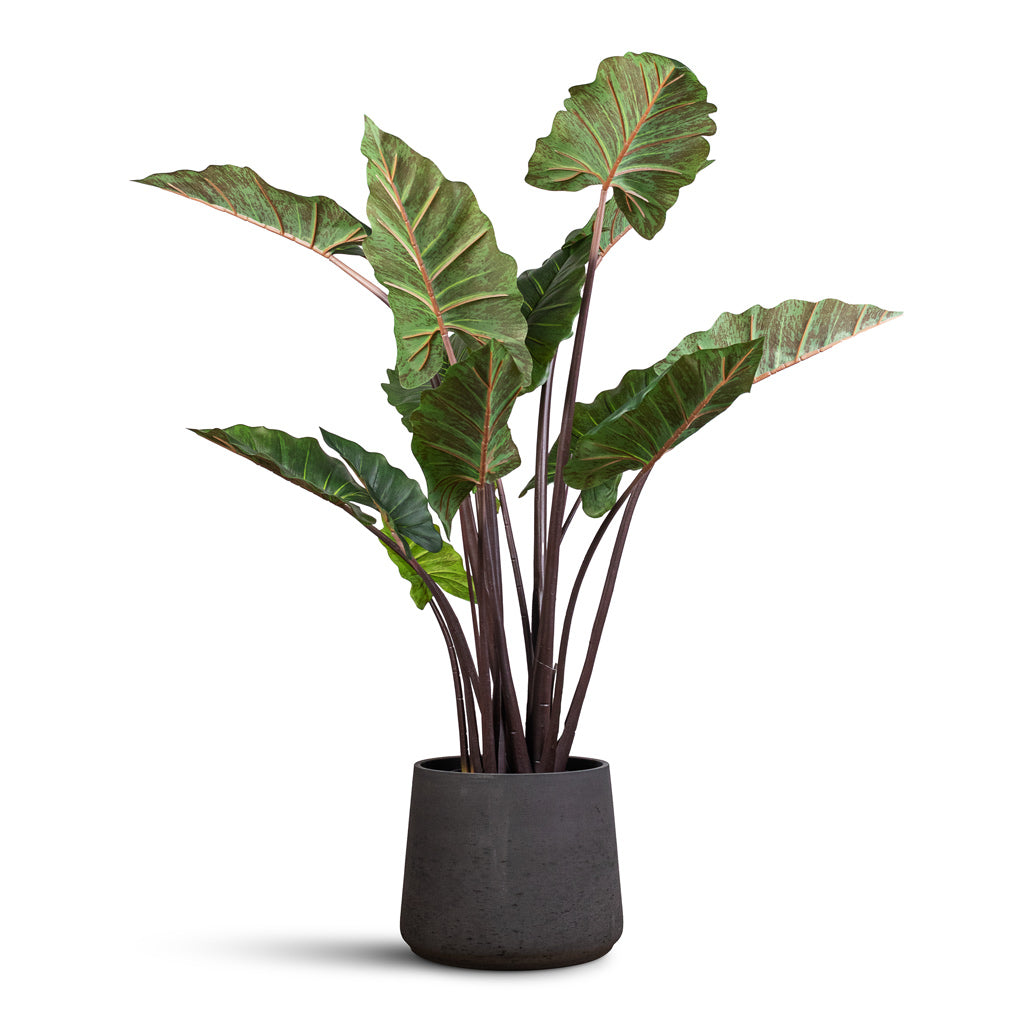 Colocasia Artificial In Patt Pot Black Washed