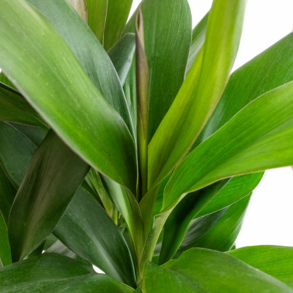 Cordyline fruticosa Glauca In 19x55cm In Sanna Pot Moss Green 25x23cm