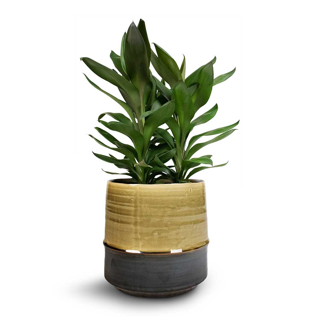 Cordyline fruticosa Glauca - Green Ti Plant