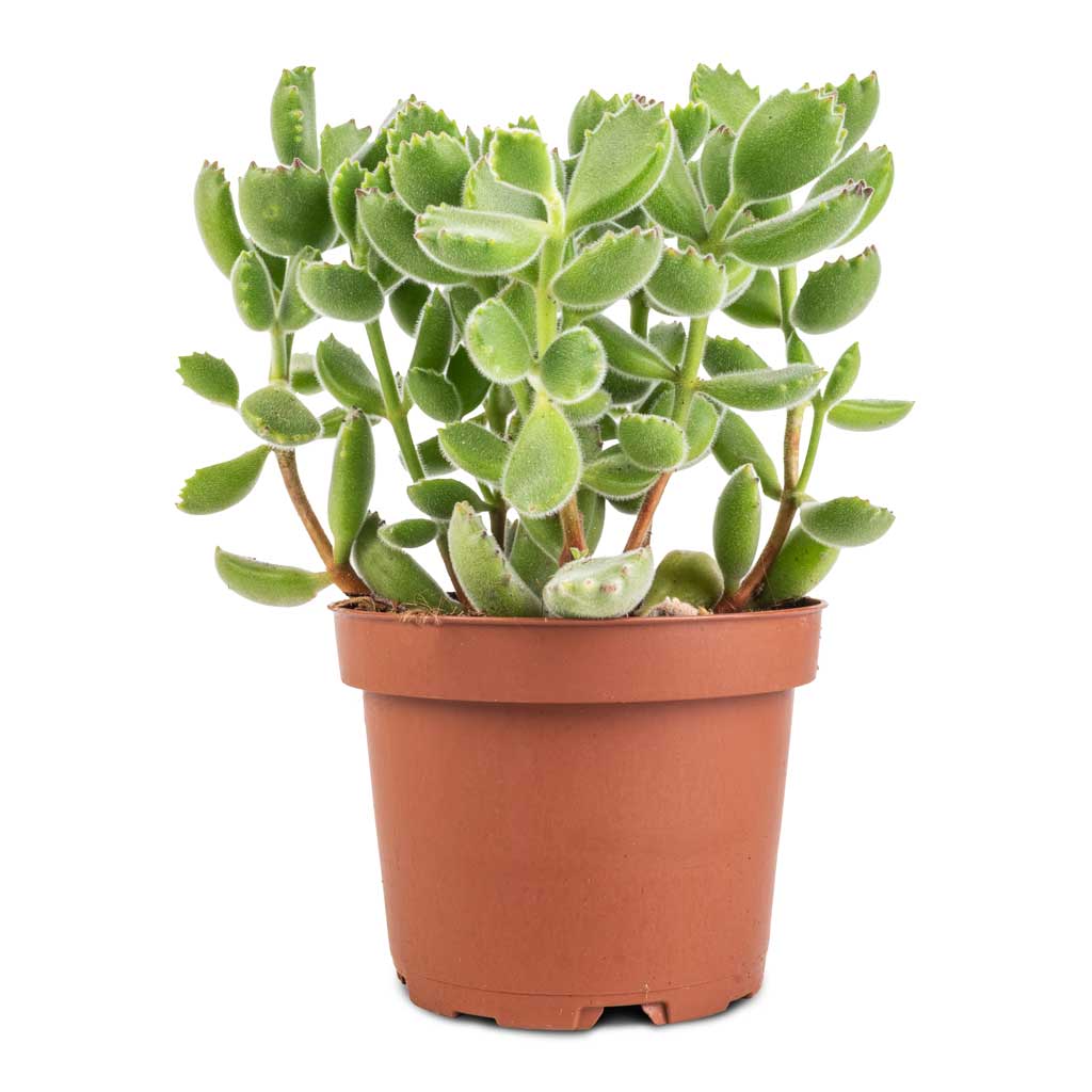 Cotyledon tomentosa ladys - Bear Paw Plant