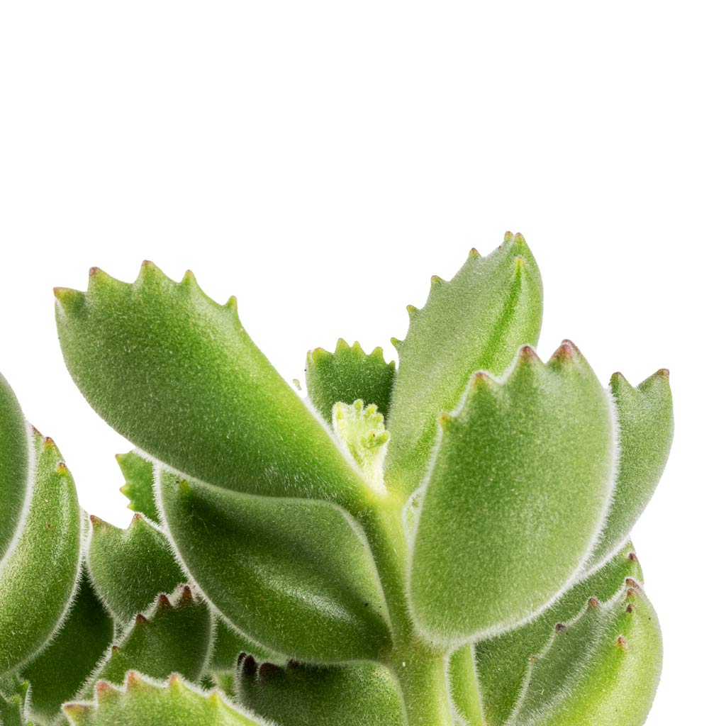 Odin Plant Pot White Terracotta 12x12cm with Cotyledon tomentosa ladys Bear Paw Houseplant 10.5x20cm