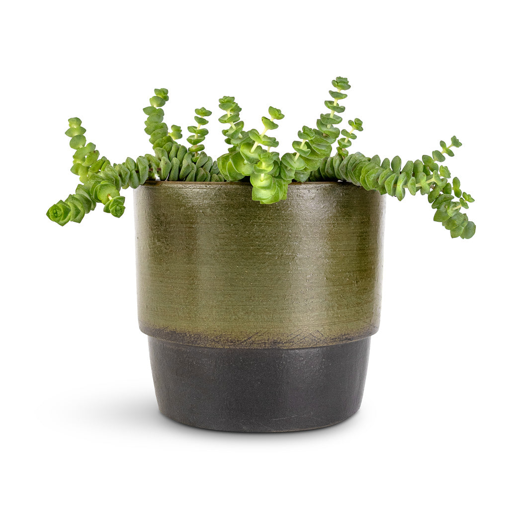 Crassula marneriana Worm Plant Baby Jade Necklace & Erik Plant Pot - Olive