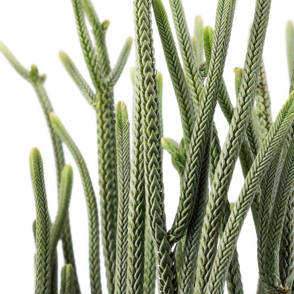 Crassula muscosa - Watch Chain Plant Stems