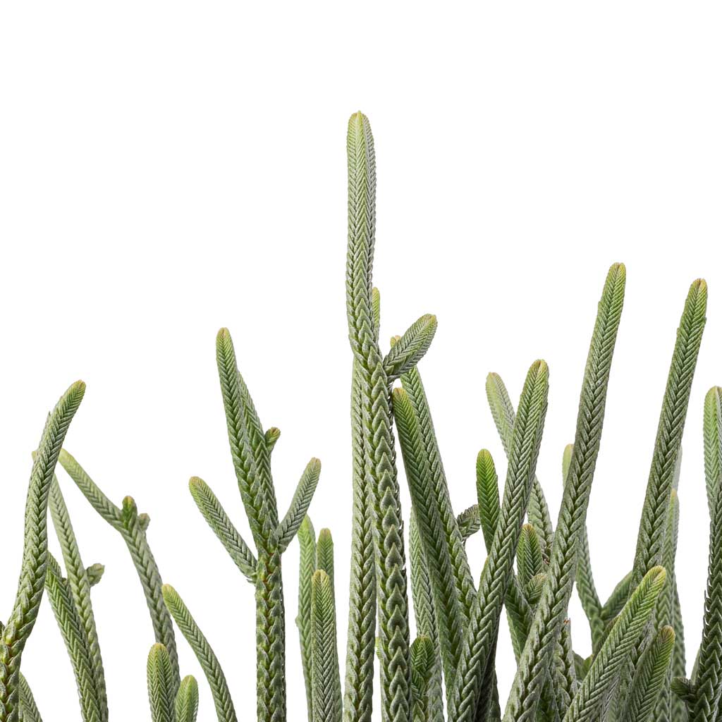 Crassula muscosa - Watch Chain Plant Stem Tips