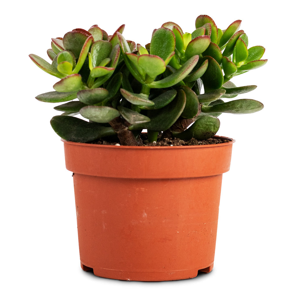 Crassula ovata - 10.5x15cm