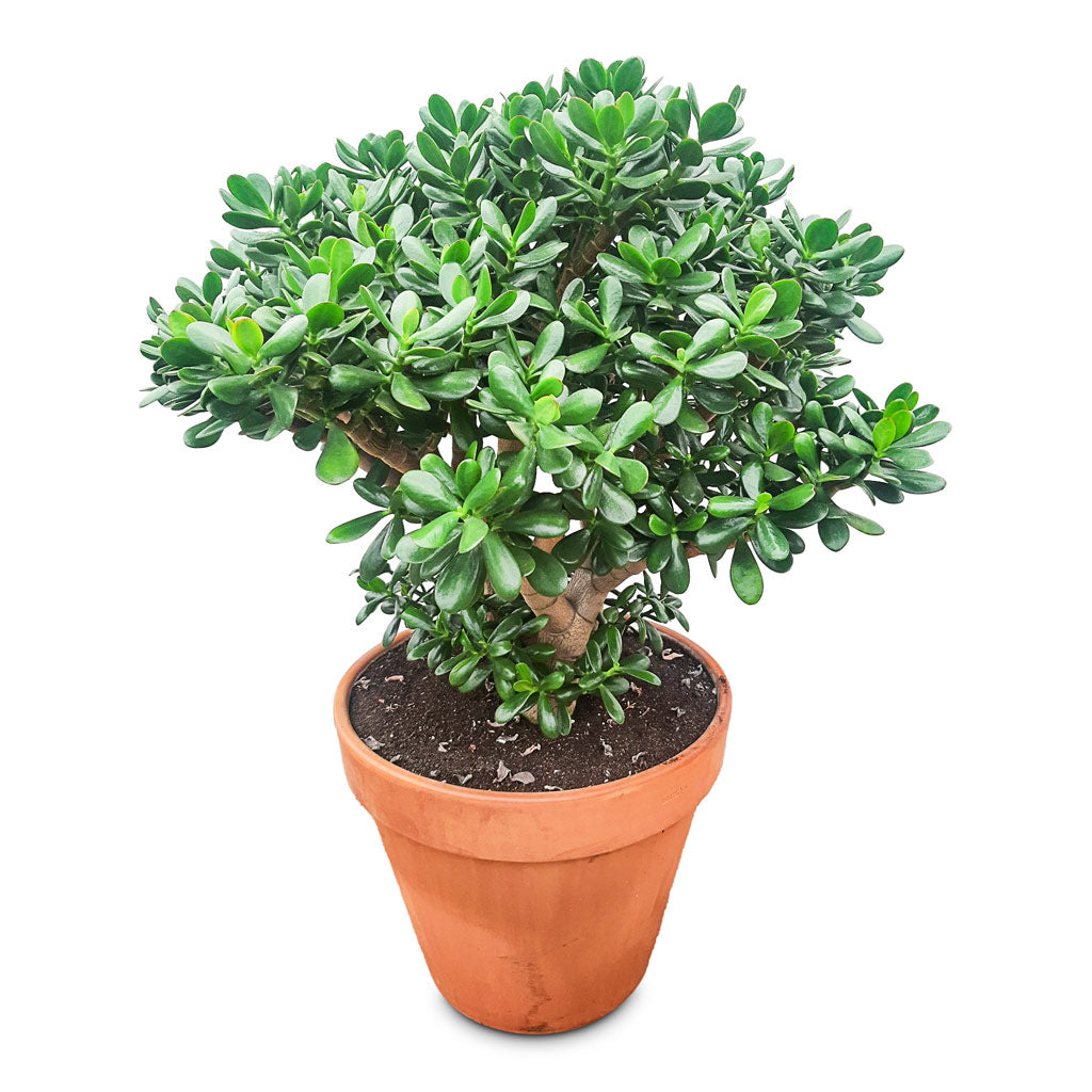 Crassula ovata 50x115cm