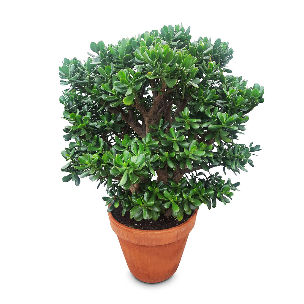 Crassula ovata 50x130cm