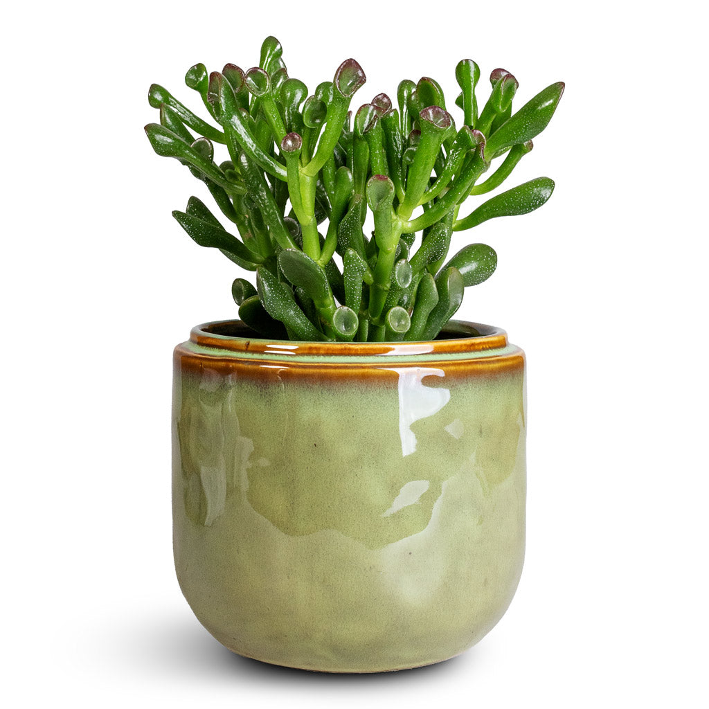 Crassula ovata Gollum In Mabel Pot Sage