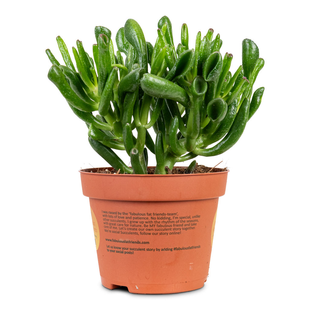 Crassula ovata Horn Tree 13x20cm House Plant In Sofia Pot Vanilla 15.5x15.5cm