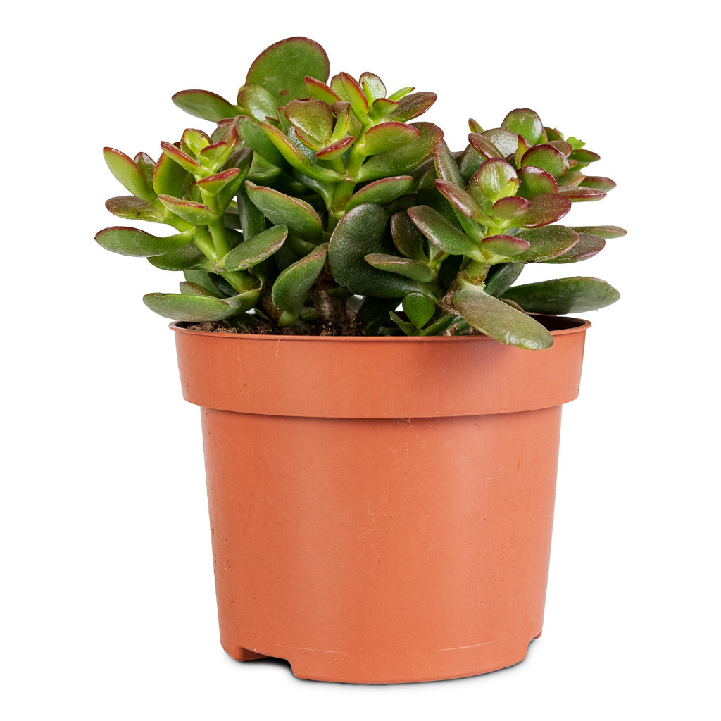 Crassula ovata Minor 17x30cm House Plant In Odile Pot Green 21x17cm