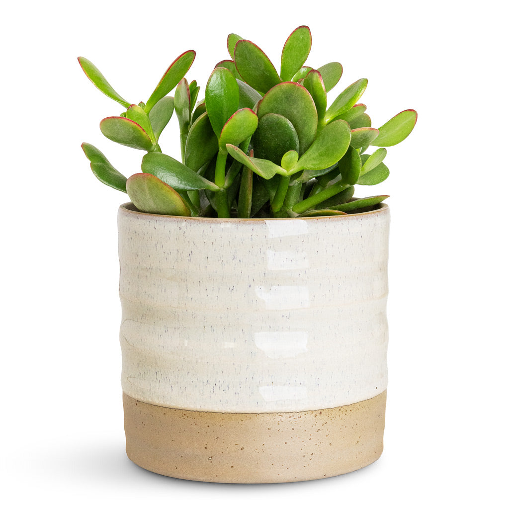 Crassula ovata Sunset - 12x25cm In Gia Pot Ice Cream - 14x13cm