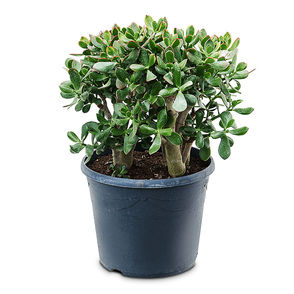 Crassula ovata Sunset 35x65cm
