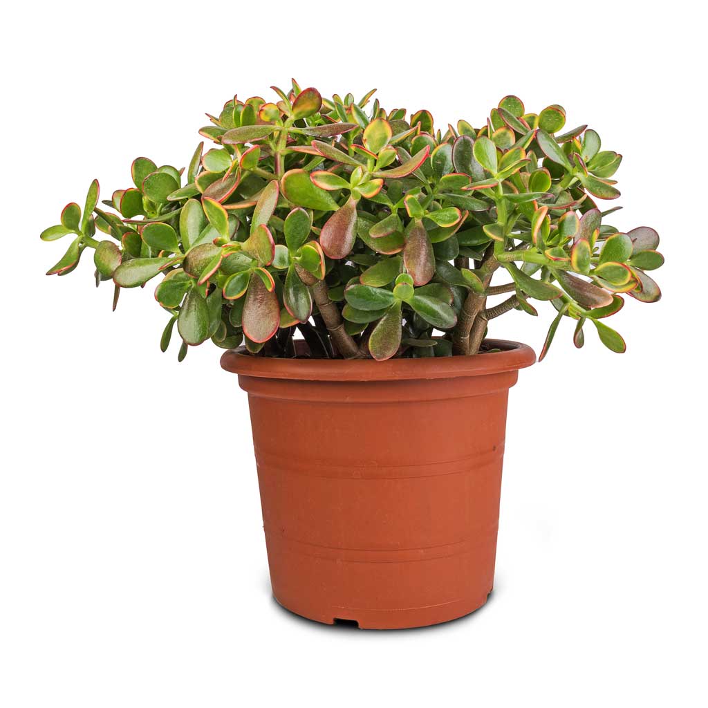 Crassula ovata Sunset - Jade Plant - 30 x 50cm