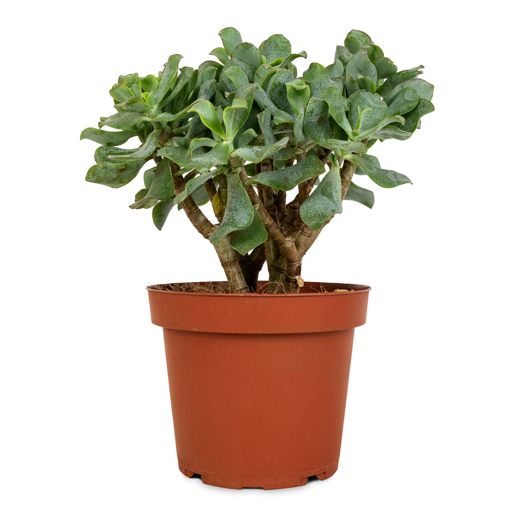 Crassula ovata Undulata - Curly Jade Plant