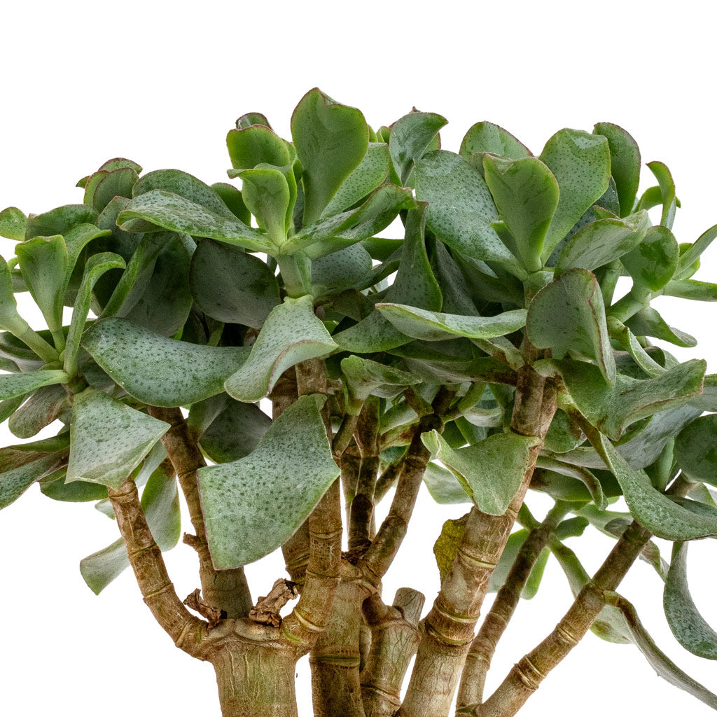 Crassula ovata Undulata In Charlotte Pot Orange 
