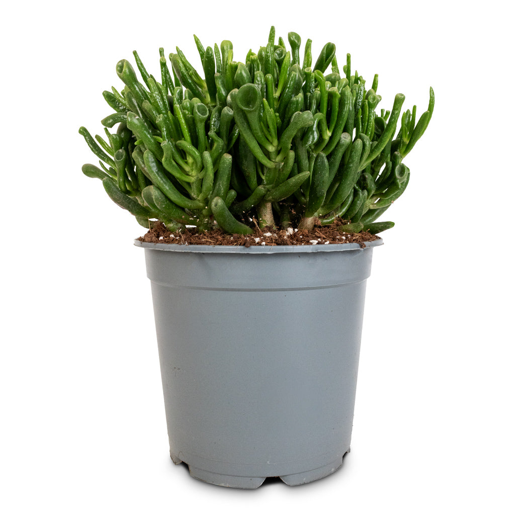 Crassula ovata Gollum - Jade Plant