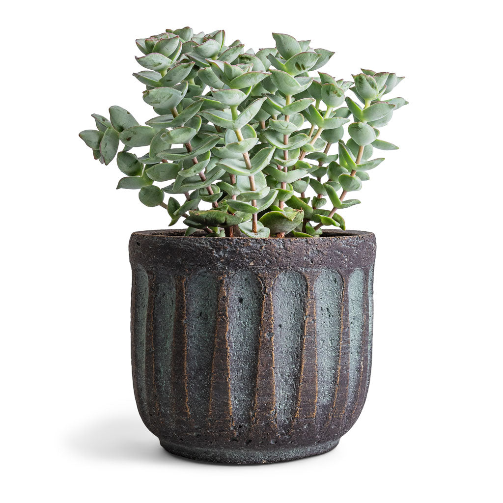 Crassula perforata - String Of Buttons &amp; Duncan Plant Pot - Blue Gold