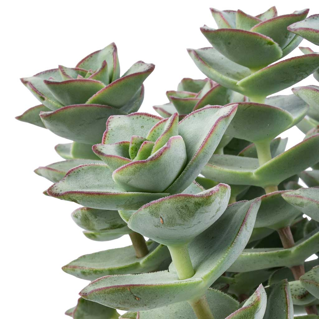 Crassula perforata - String Of Buttons & Duncan Plant Pot - Blue Gold
