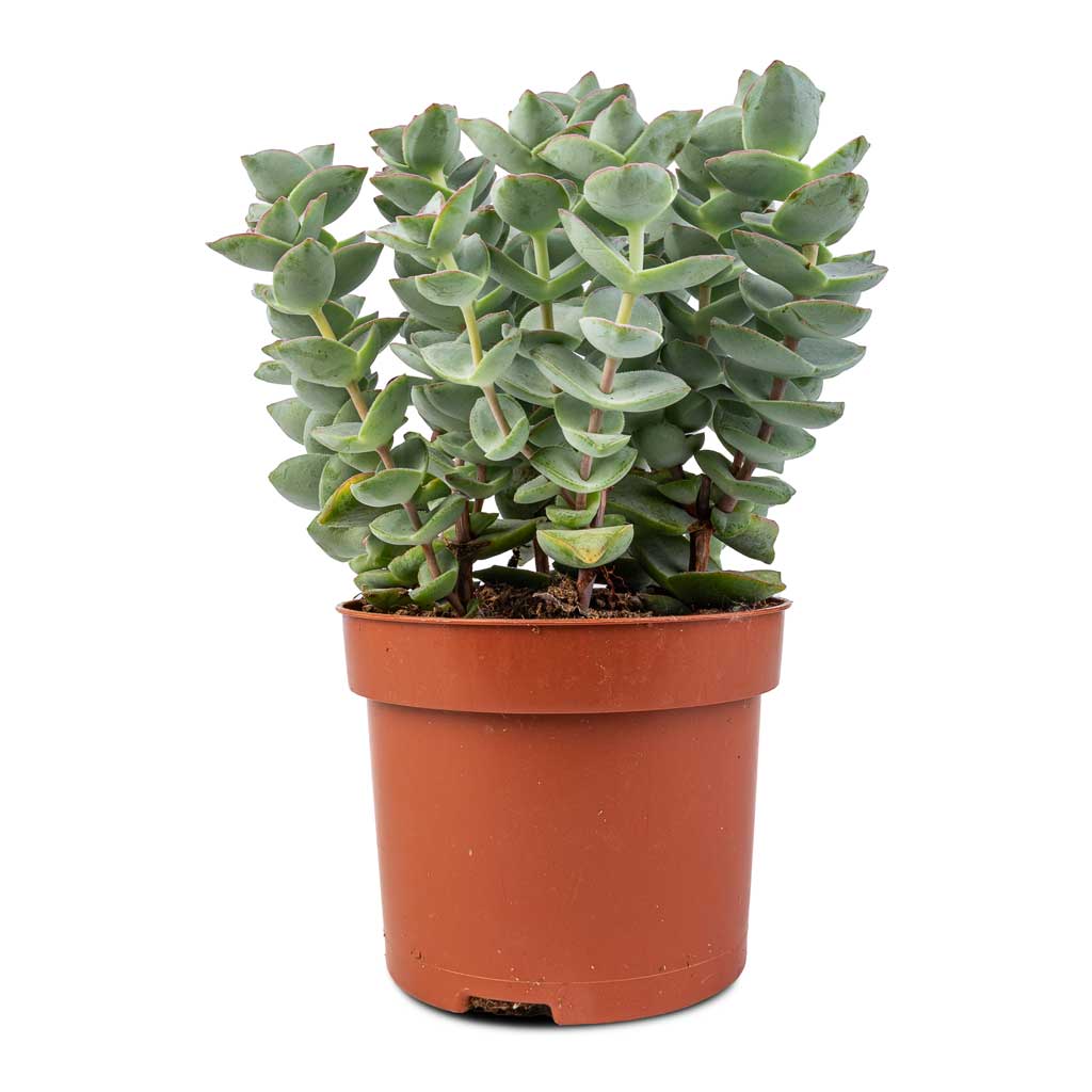 Crassula perforata - String Of Buttons