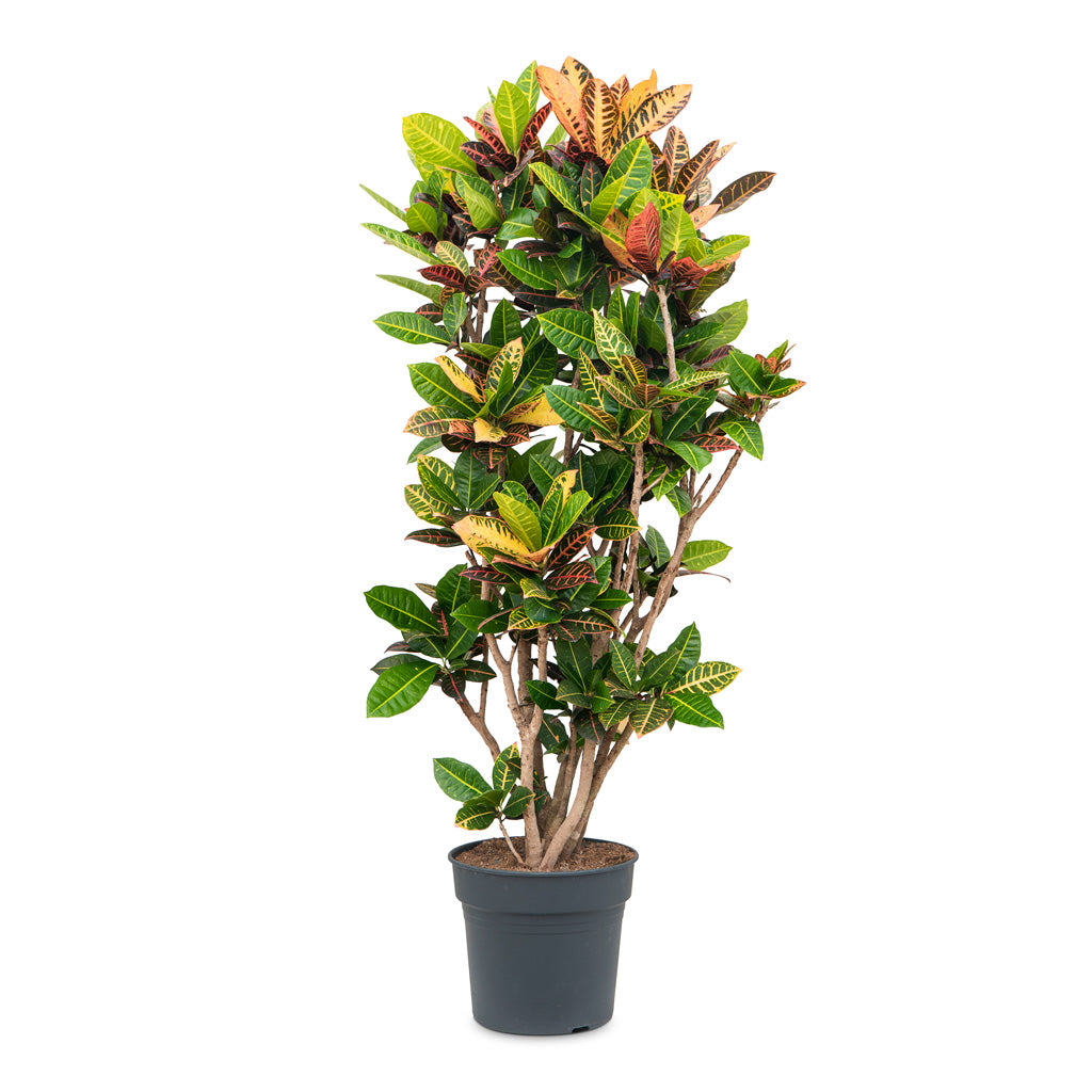 Croton (Codiaeum) variegatum 'Petra' 34 x 150cm