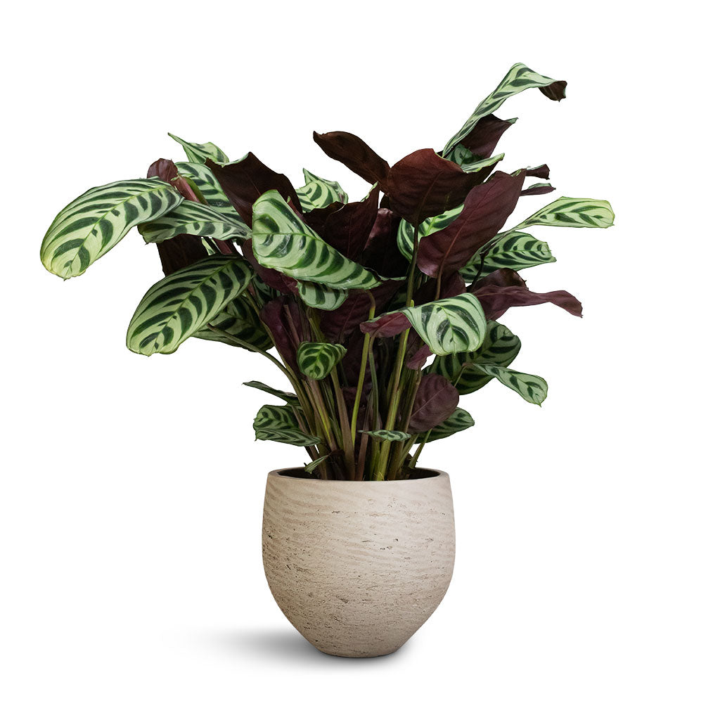Ctenanthe burle marxii Amabilis - Never Never Plant & Mini Orb Kevan Plant Pot - Grey Washed