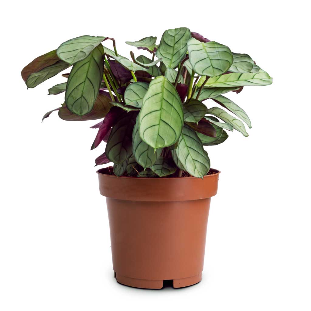 Ctenanthe burle marxii Amagris - Never Never Plant - 12 x 30cm
