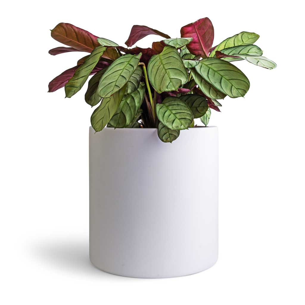 Ctenanthe burle marxii Amagris - Never Never Plant & Puk Planter - Matt White