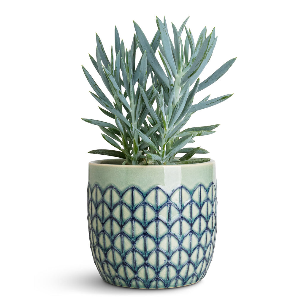 Curio ficoides Mount Everest In Geo Pot Jade Green