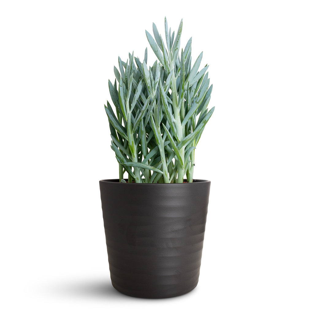 Curio ficoides Mount Everest In Oslo Pot Anthracite 