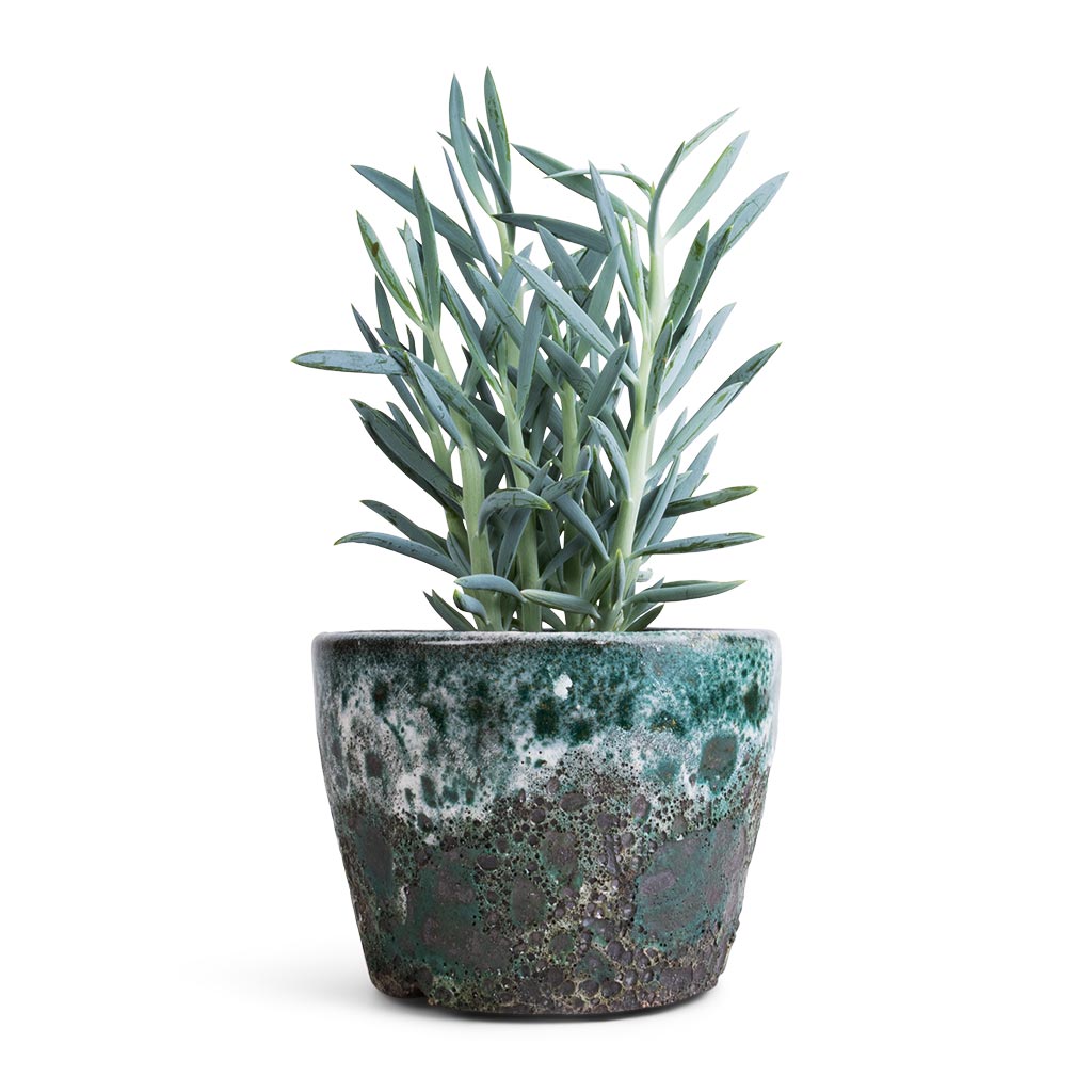 Curio ficoides Mount Everest - Skyscraper Senecio & Lava Couple Straight Relic Planter - Jade