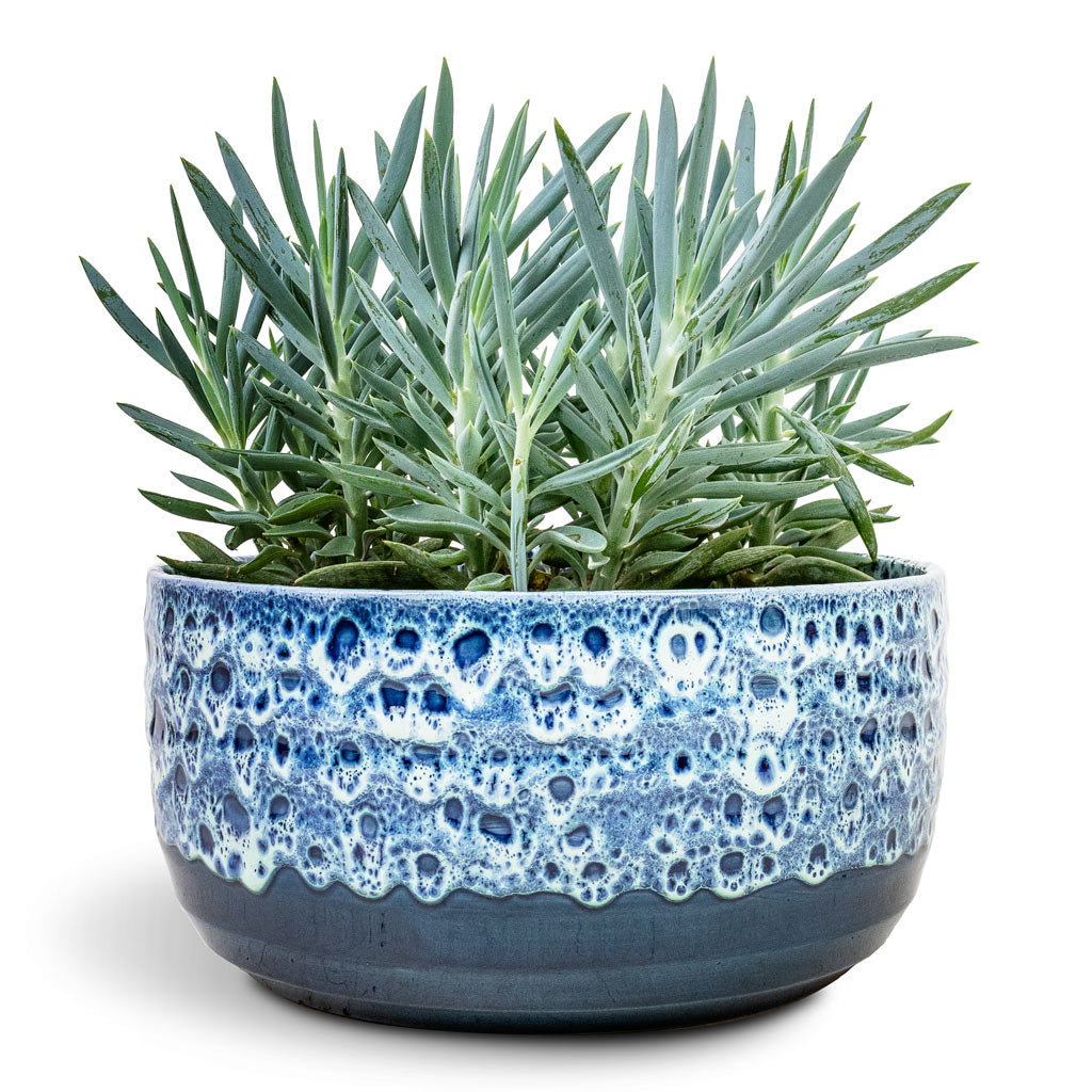 Curio ficoides Mount Everest - Skyscraper Senecio & Ocean Glaze Plant Bowl - Sapphire