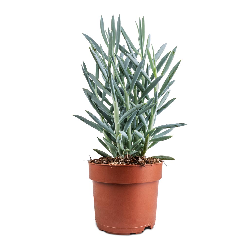 Curio ficoides Mount Everest - Skyscraper Senecio