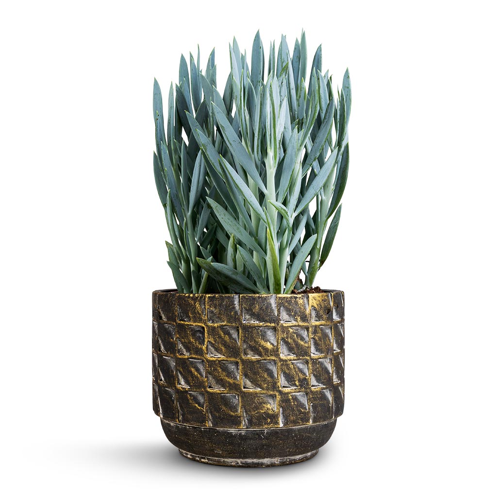 Curio ficoides Mount Everest - Skyscraper Senecio & Jim Plant Pot - Earth