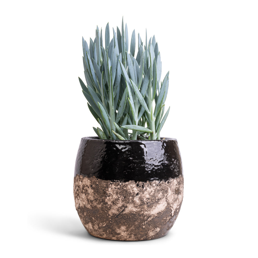 Curio ficoides Mount Everest - Skyscraper Senecio & Lindy Plant Pot - Black